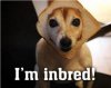 inbred.jpg