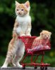 Shopping cart cat.jpg