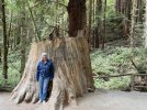stump.JPG
