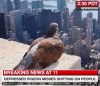 depressed pigeon.png